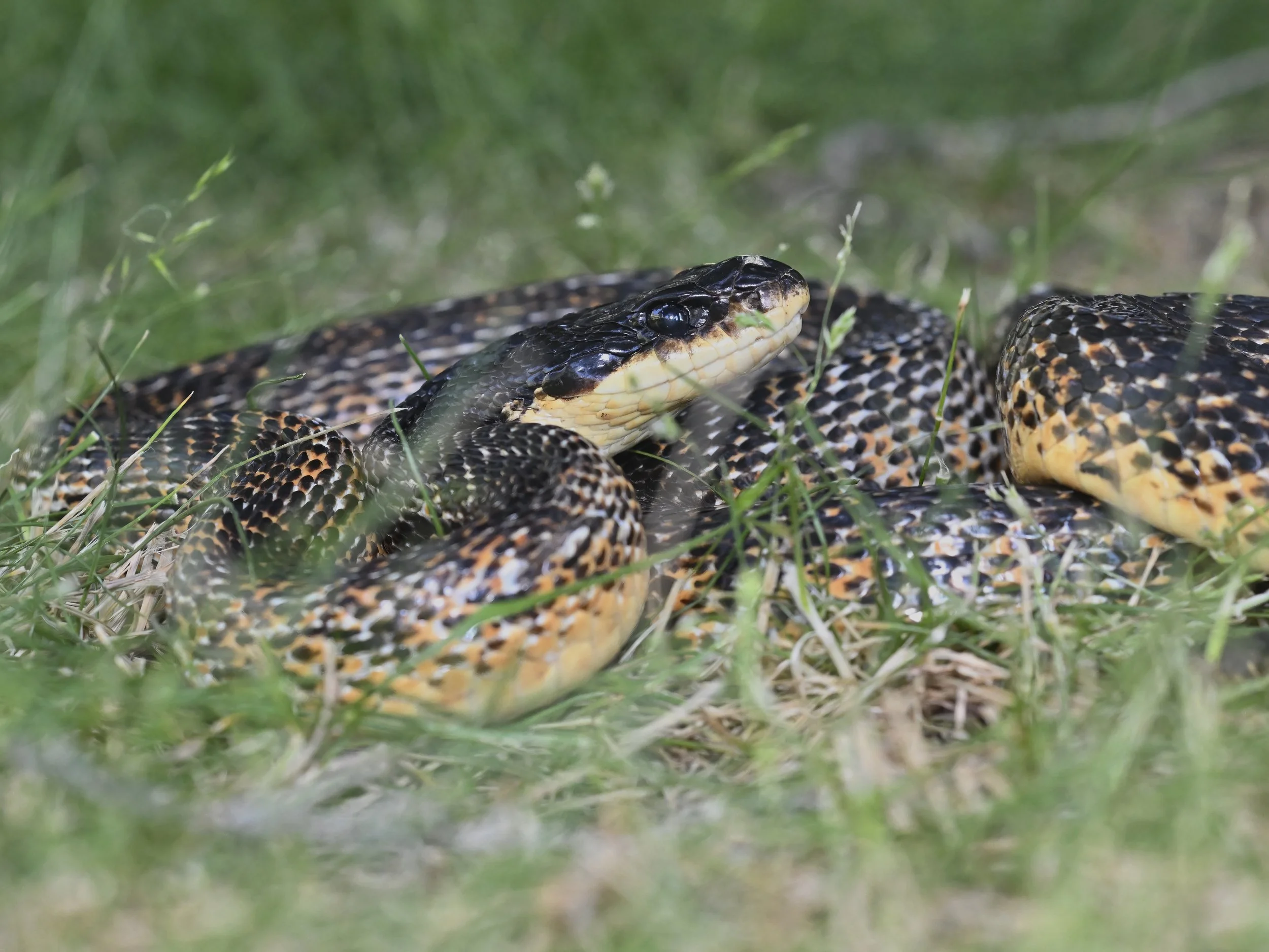 Levant Rat Snake | الحنش الجبلي الملطخ | Elaphe druzei — Wildlife